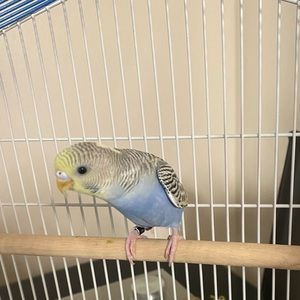 Meet your Posher, Iqra